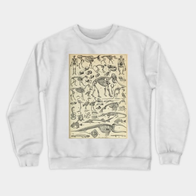 Skeletal Anatomy Crewneck Sweatshirt by bluespecsstudio